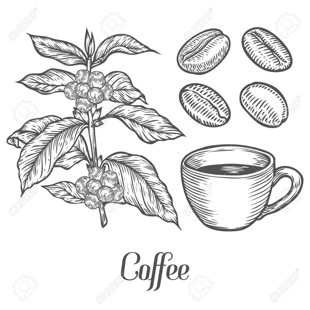 1300x1300 Coffee Plant Branch With Leaf, Berry, Coffee Bean, Cup, Seed