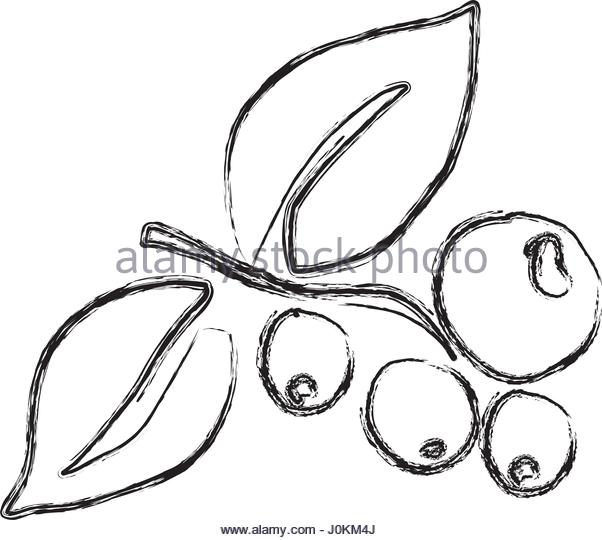 602x540 Coffee Bean Plant Black And White Stock Photos Amp Images