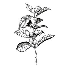 236x236 Coffee Flower And A Prematurely Ripe Bean. Coffee Flower, Beans