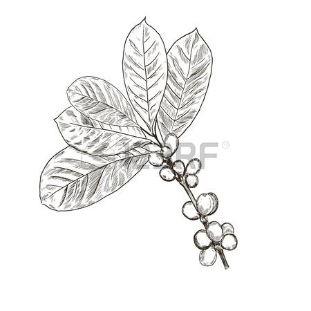 450x450 Sketch Coffee Beans Set.hand Drawn Vintage Illustrations. Royalty