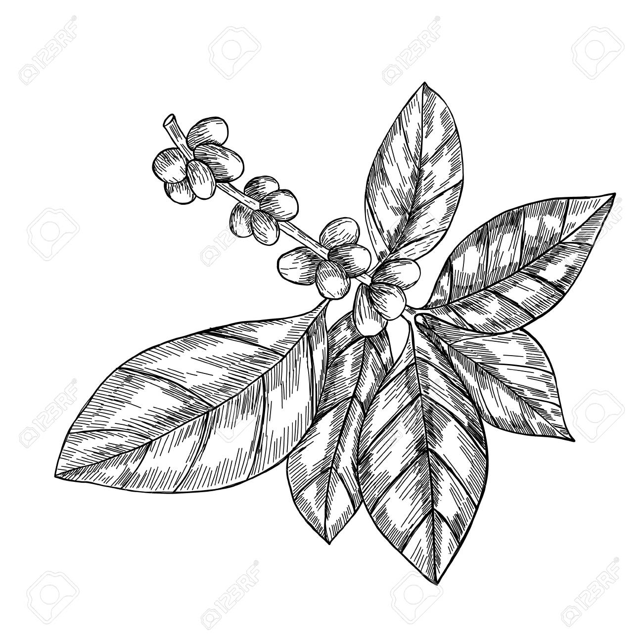 1300x1300 Coffee Branch With Leaf, Berry, Coffee Bean, Fruit, Seed. Natural