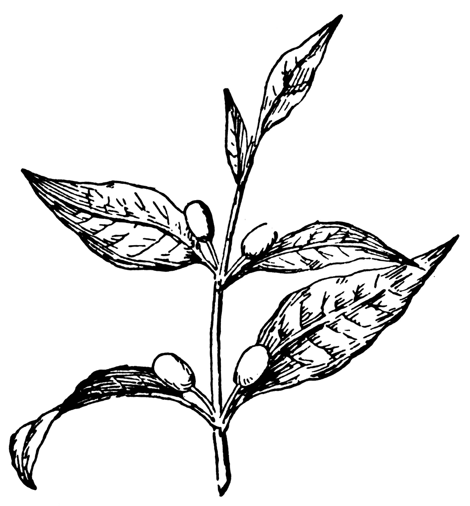 951x1024 Coffee Tree Cliparts