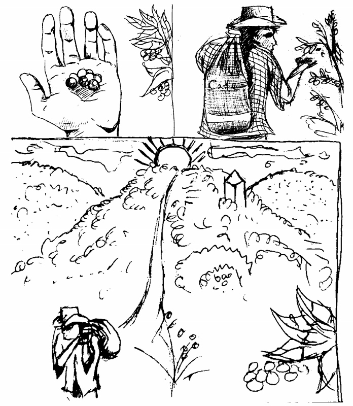 696x800 Coffee Harvest Sketch (Guest Post)