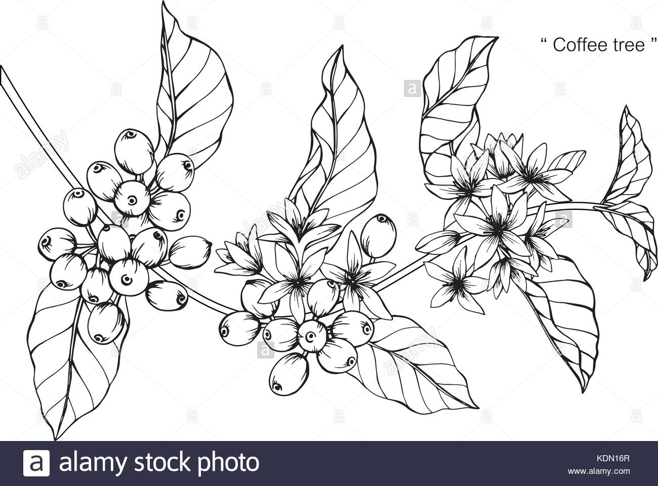 1300x961 Coffee Plant Black And White Stock Photos Amp Images