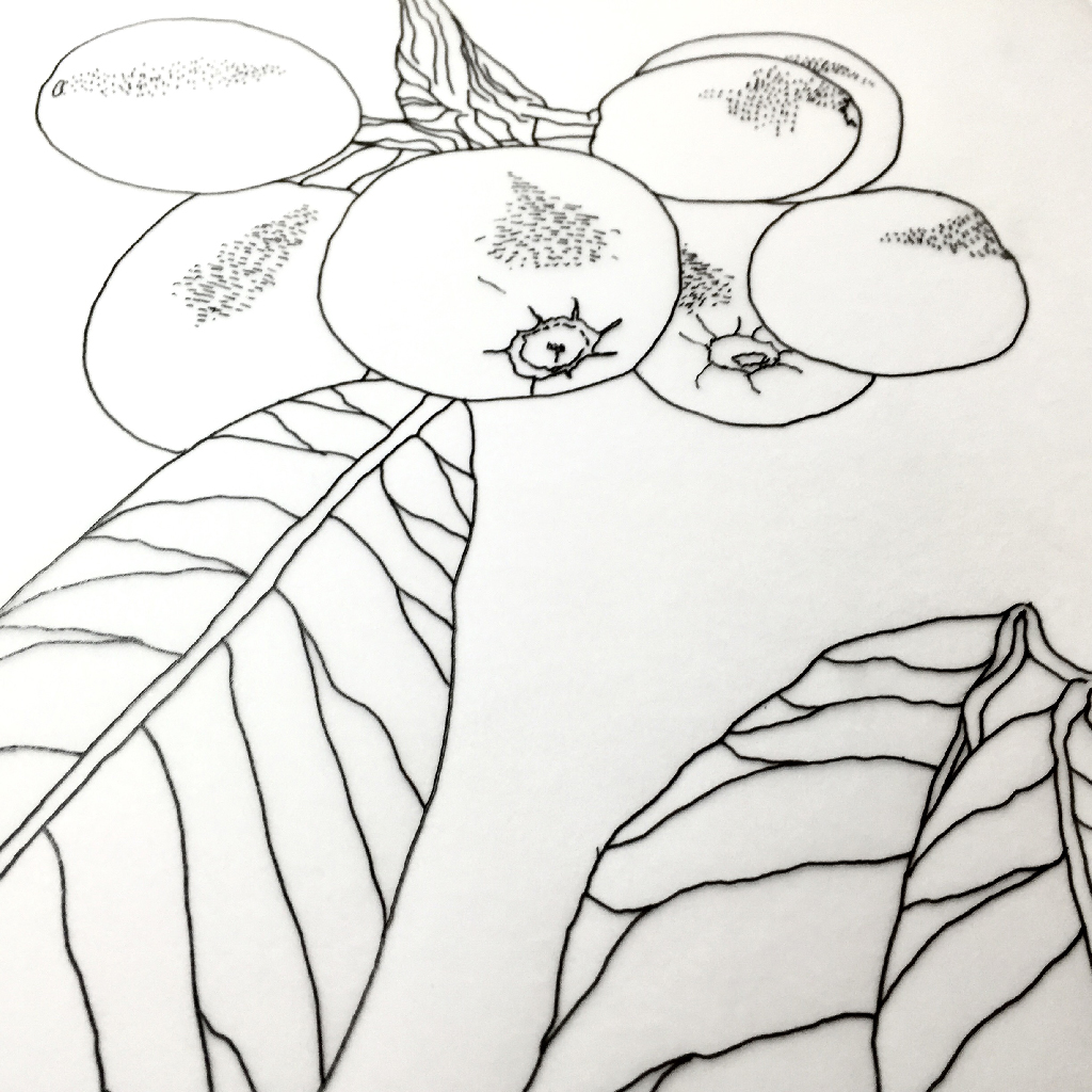 1024x1024 Coffee Plant Pattern