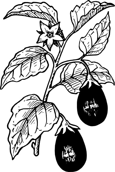 396x593 Coffee Plant Clipart