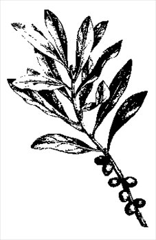 227x350 Coffee Tree Cliparts