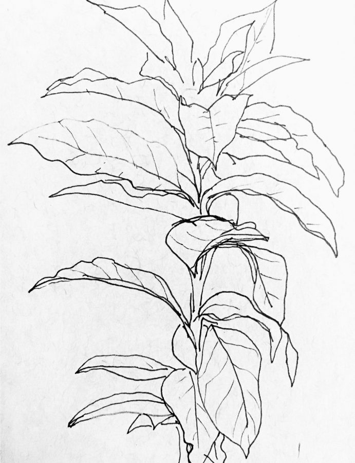 691x900 Coffee And Coloring The Modern Barista