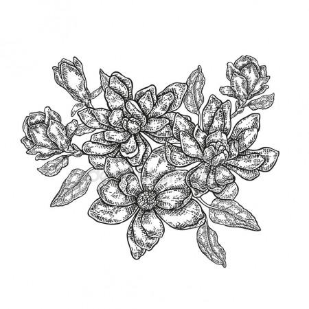 450x450 Coffee Set. Coffee Plant And Beans Isolated Drawings Stock