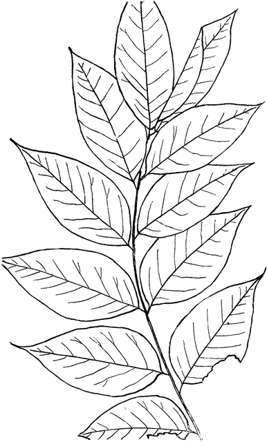 386x640 Genus Gymnocladus, Lam. (Coffee Tree) Clipart Etc