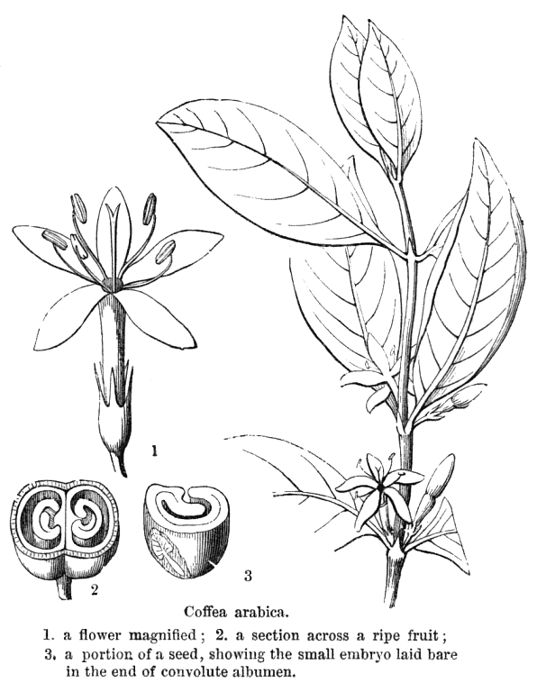 596x768 Angiosperm Families