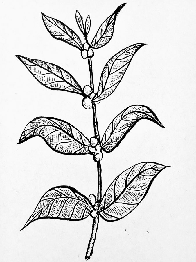 675x900 Coffee And Coloring The Modern Barista