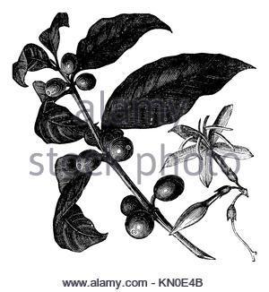 300x326 Coffee Tree Drawing Illustration. Black And White With Line Art