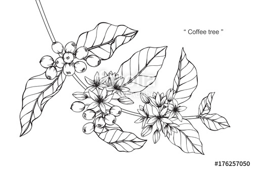 500x334 Coffee Tree Drawing. Stock Photo And Royalty Free Images