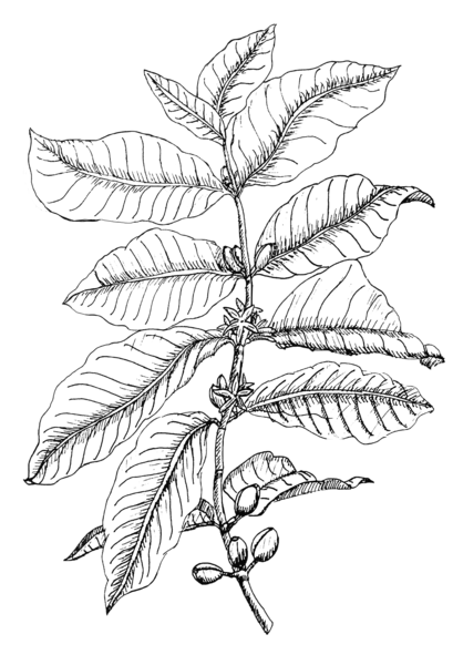 409x600 Aldea Coffee