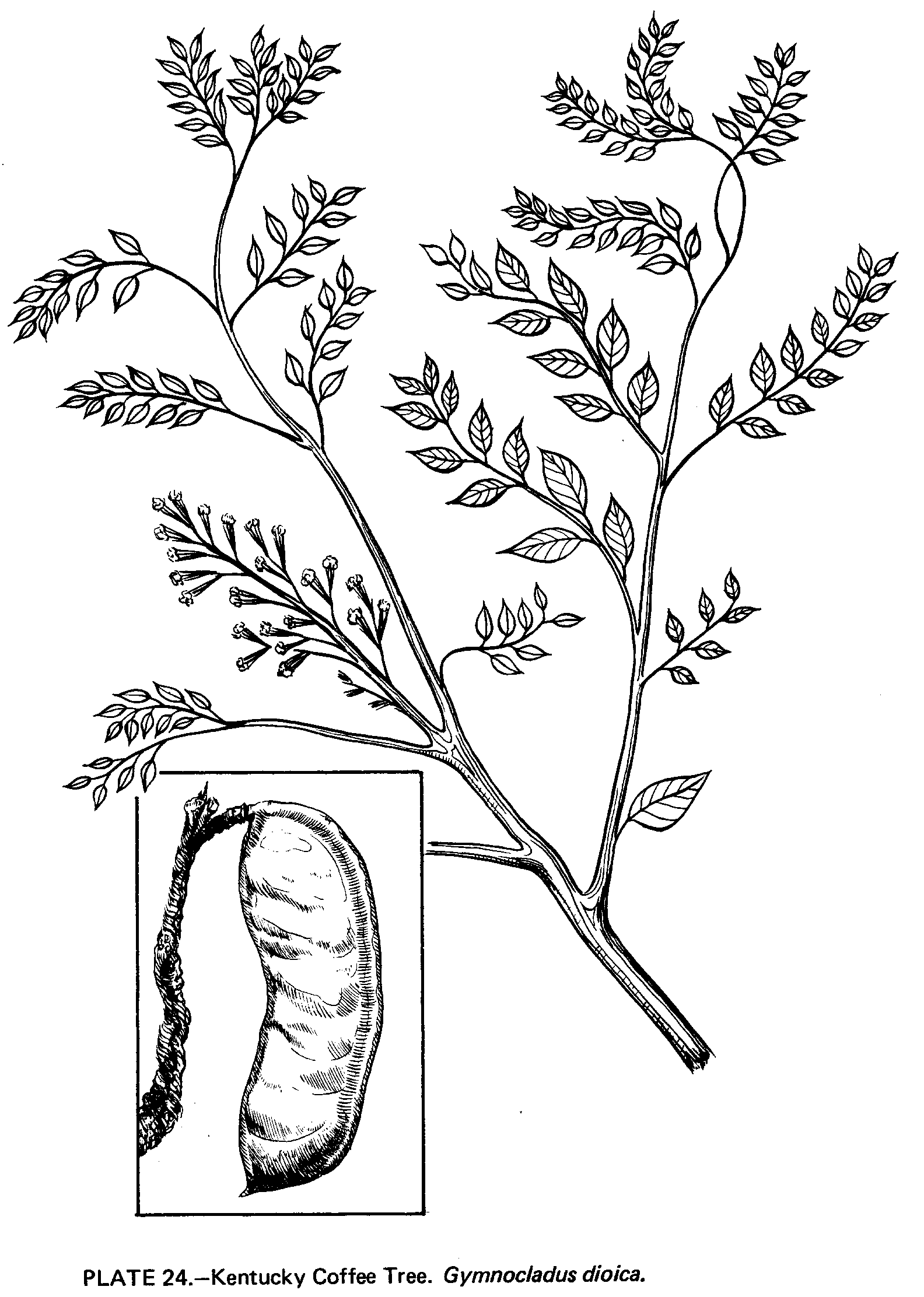 1584x2224 Kentucky Coffee Tree Seeds Images