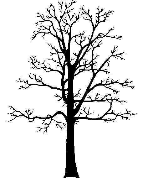 Coffee Tree Drawing at GetDrawings | Free download