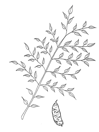 340x450 Key To Common Colorado Landscape Trees