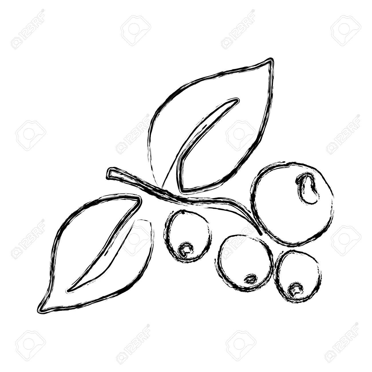 1300x1300 Monochrome Sketch Hand Drawn With Coffee Tree Branch With Grains