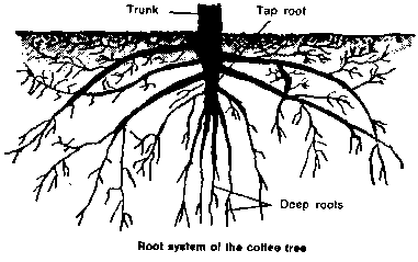 Coffee Tree Drawing at GetDrawings | Free download