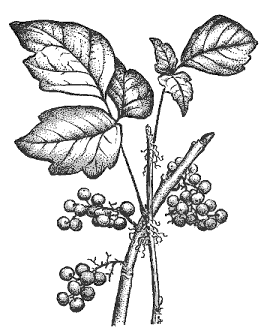 267x334 Poison Oak Information