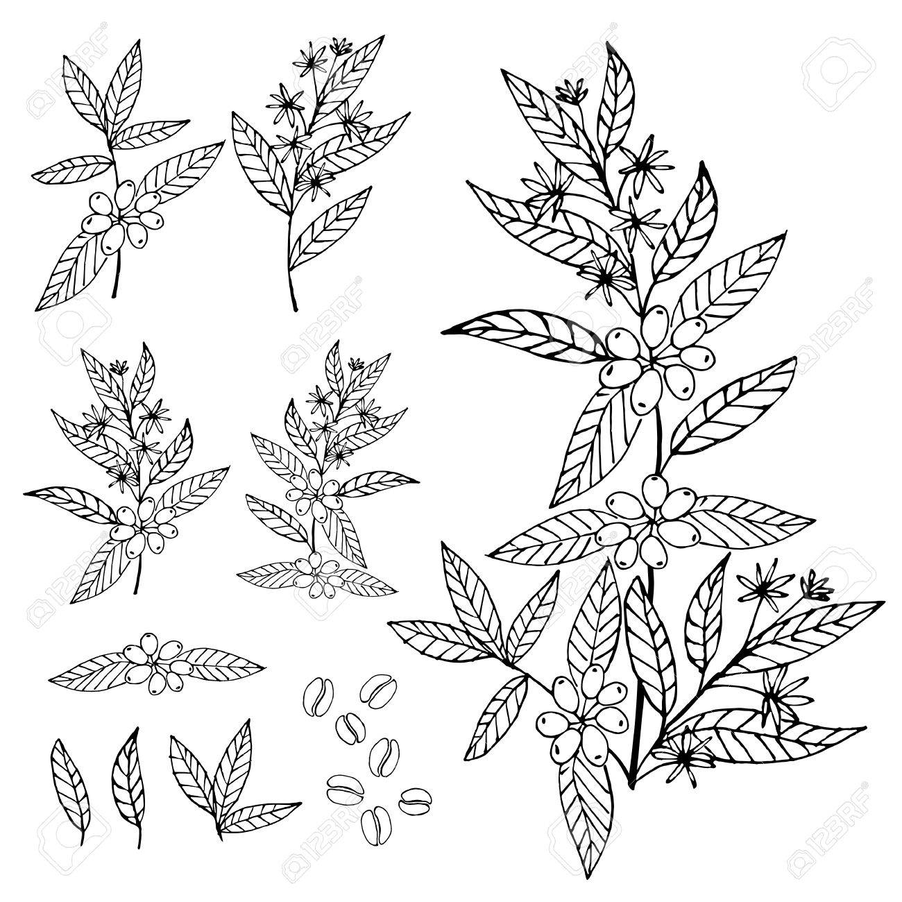 1300x1300 Set Of Branch In Hand Drawn Vector Illustration. Plant With Leaf