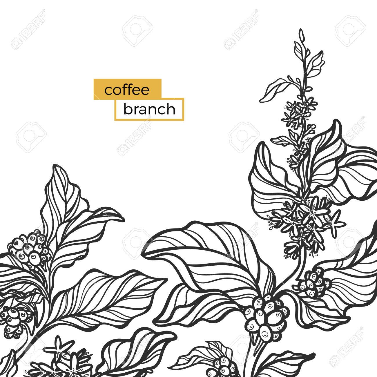 1300x1300 Template Of Black Branch Of Coffee Tree With Leaves And Natural