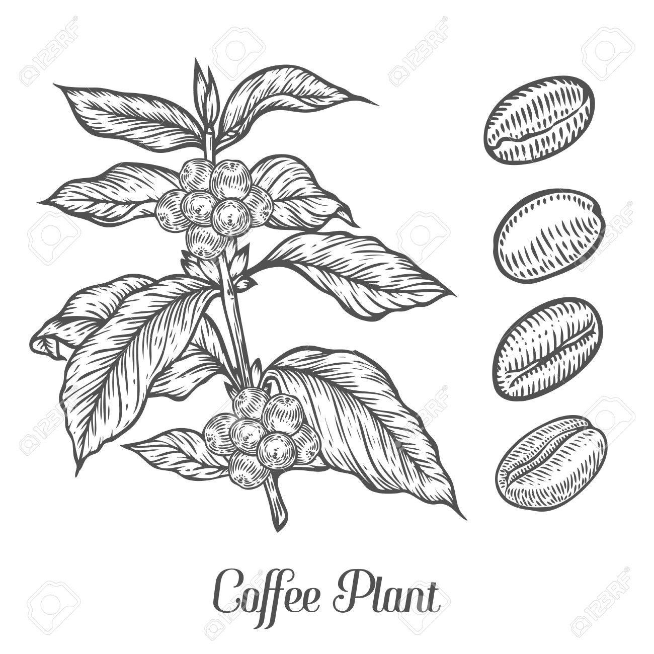 1300x1300 Coffee Plant Branch With Leaf, Berry, Coffee Bean, Fruit, Seed