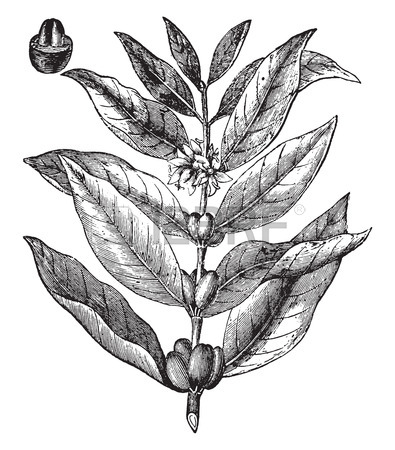 395x450 Coffee Plant Stock Photos. Royalty Free Business Images