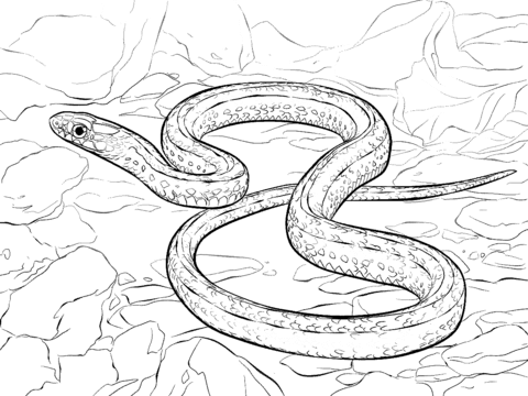 480x360 Plains Garter Snake Coloring Page Free Printable Coloring Pages