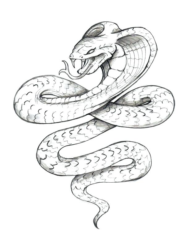618x783 Boa Constrictor Coloring Page Pin Drawn Serpent 2 Mesmerizing Boa