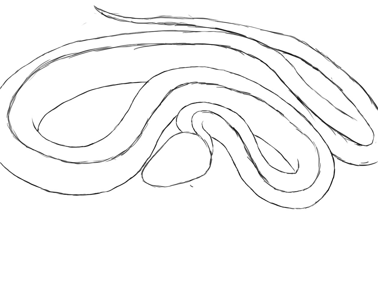 1260x945 How To Draw A Snake Snakes Snake, Drawing Stuff