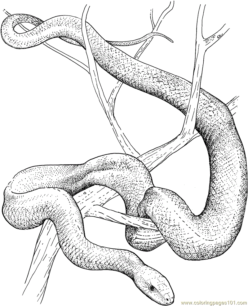 800x987 Tree Snake Coloring Page