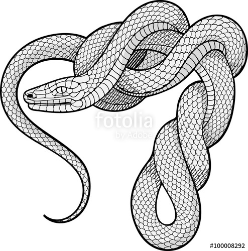 494x500 Image Of Coiled Snake Stock Image And Royalty Free Vector Files