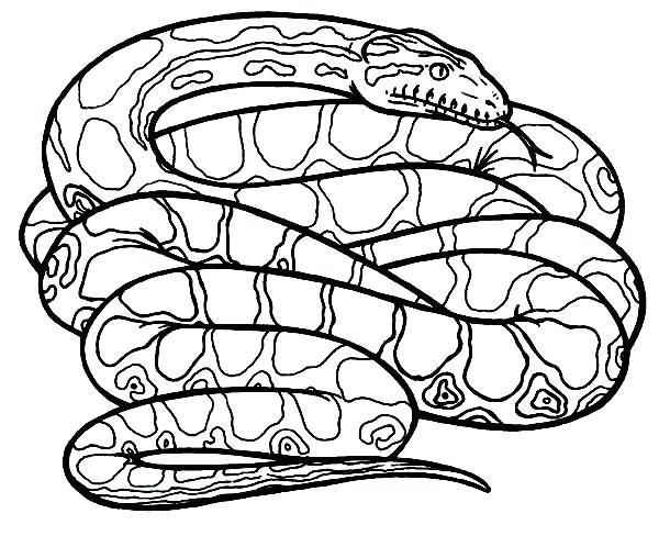 Coiled Snake Drawing at GetDrawings | Free download