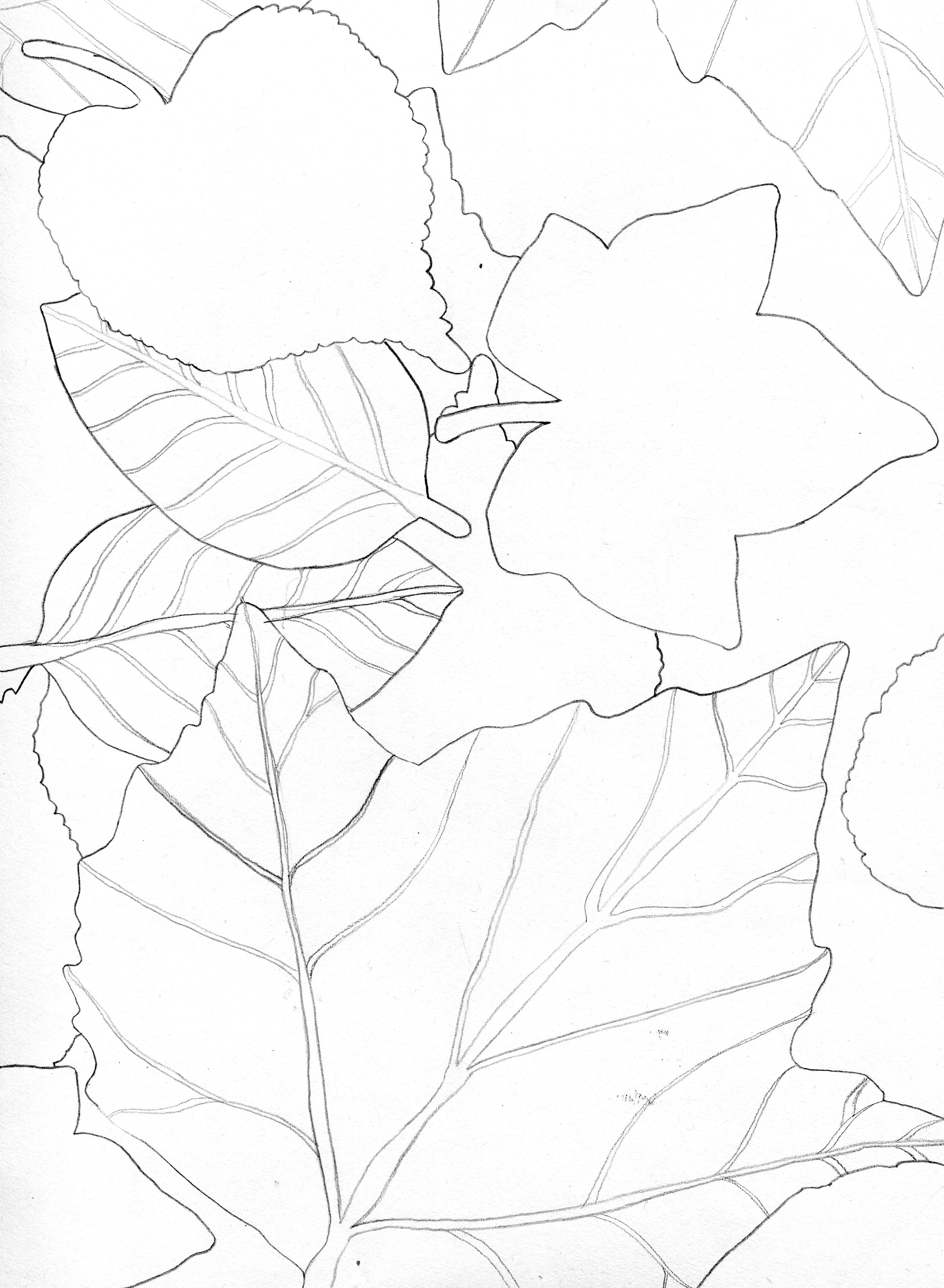2483x3389 College Fine Art Class) Line Drawing Of Leaves Drawing