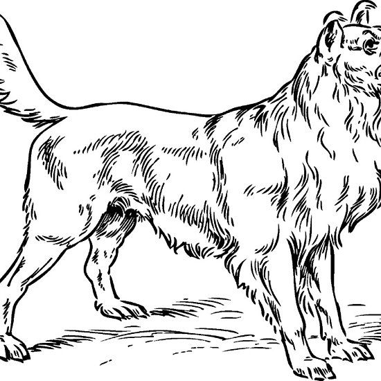 Collie Drawing