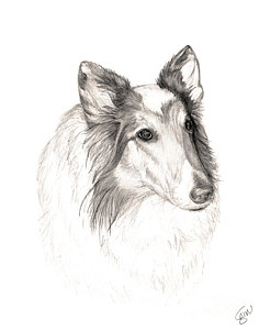 236x300 Collie Drawings