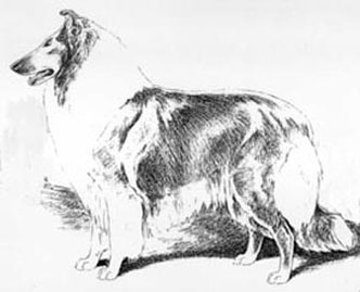 332x269 Collie Illustrations