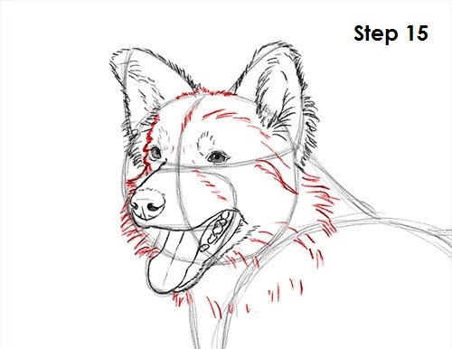500x386 How To Draw A Border Collie