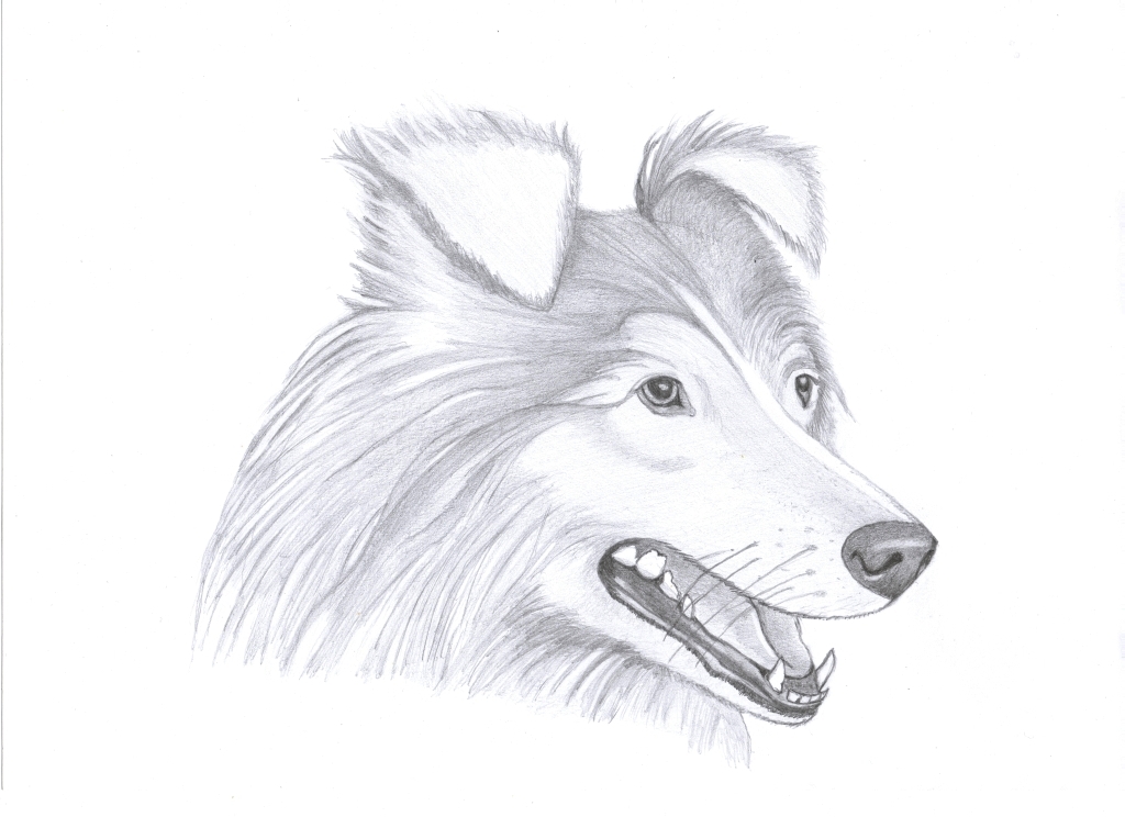 1024x744 A Haski Or Collie By Oswin Drawings
