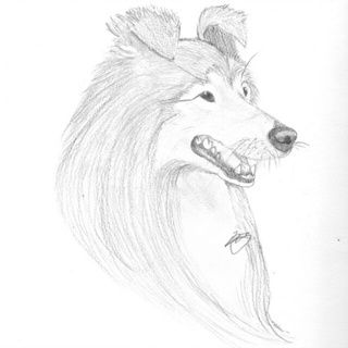 320x320 Repost Of My Colliesheltie Drawing Made Possible By A Tutorial