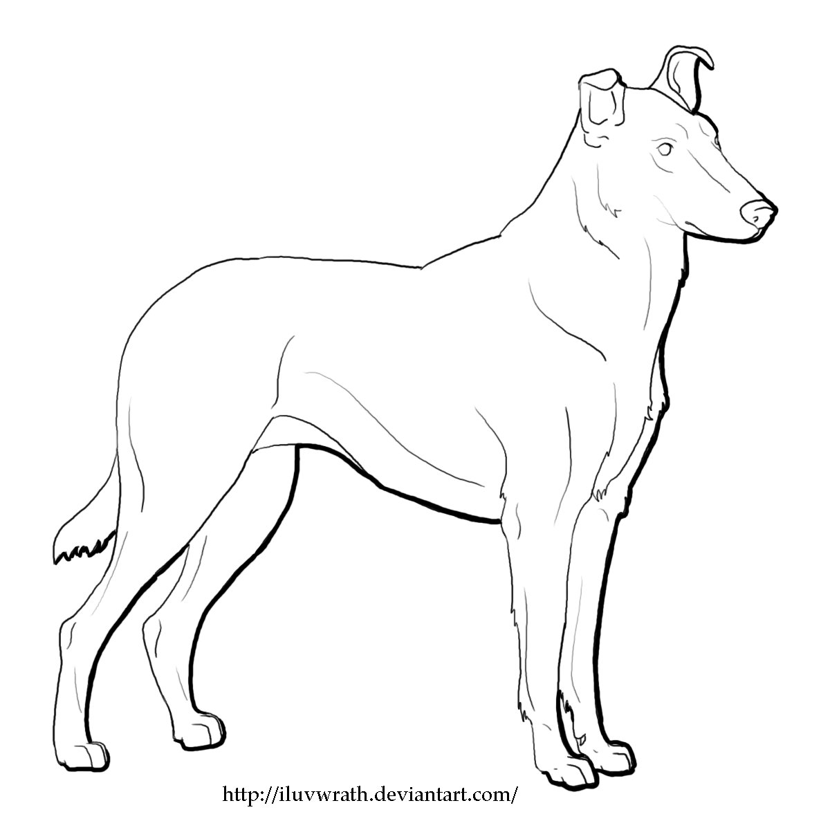 1200x1200 Smooth Collie