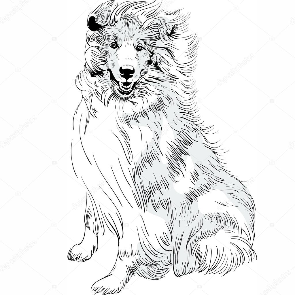 1024x1024 Vector Sketch Dog Rough Collie Breed Hand Drawing Vector Stock