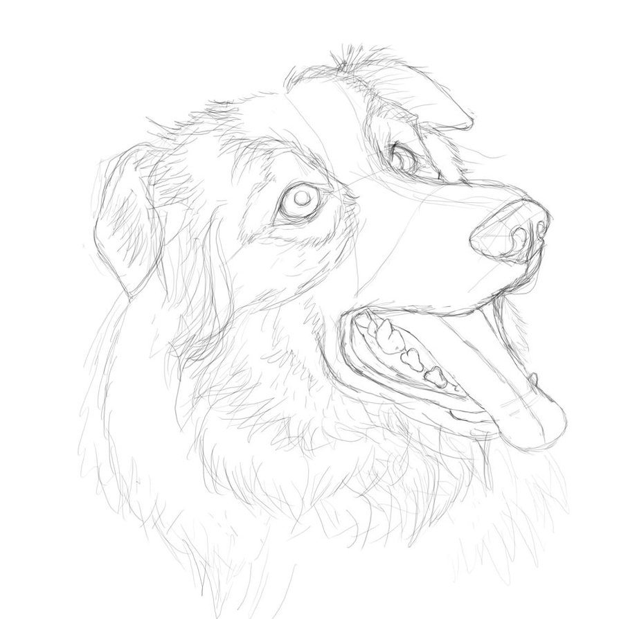 894x894 Border Collie Practice Sketch 14 By Rookiebrush