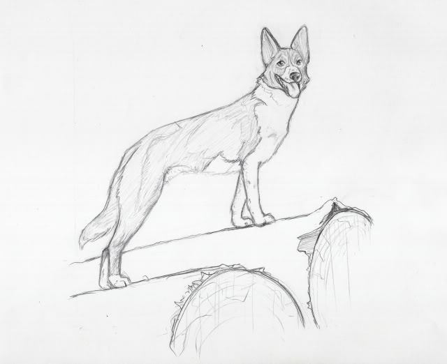 640x522 Border Collie Sketches