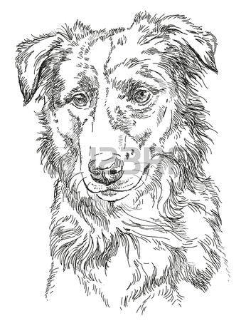 346x450 Border Collie Vector Hand Drawing Illustration In Different Color