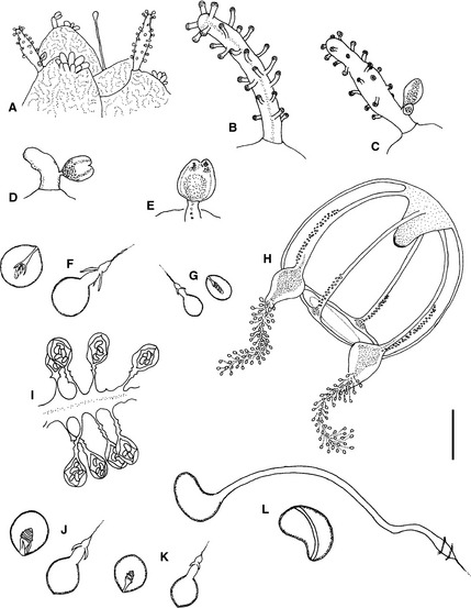 429x553 Zanclea Gallii Sp. N. Drawings Polymorphic Colony Associated