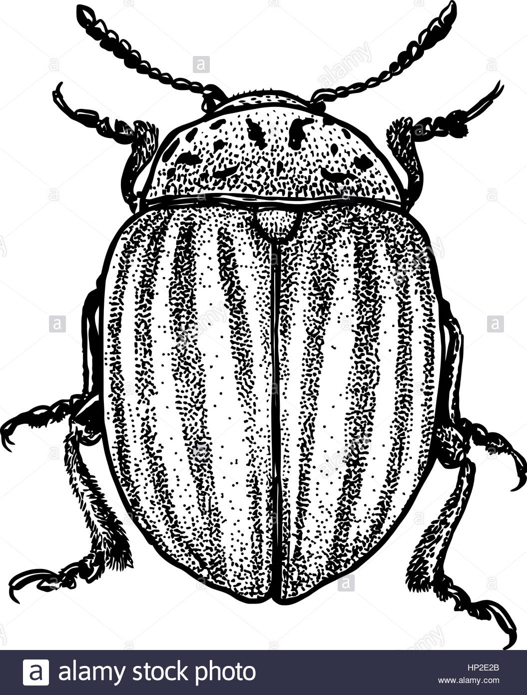 1055x1390 Colorado Beetle Illustration, Engraving, Drawing, Ink Stock Vector