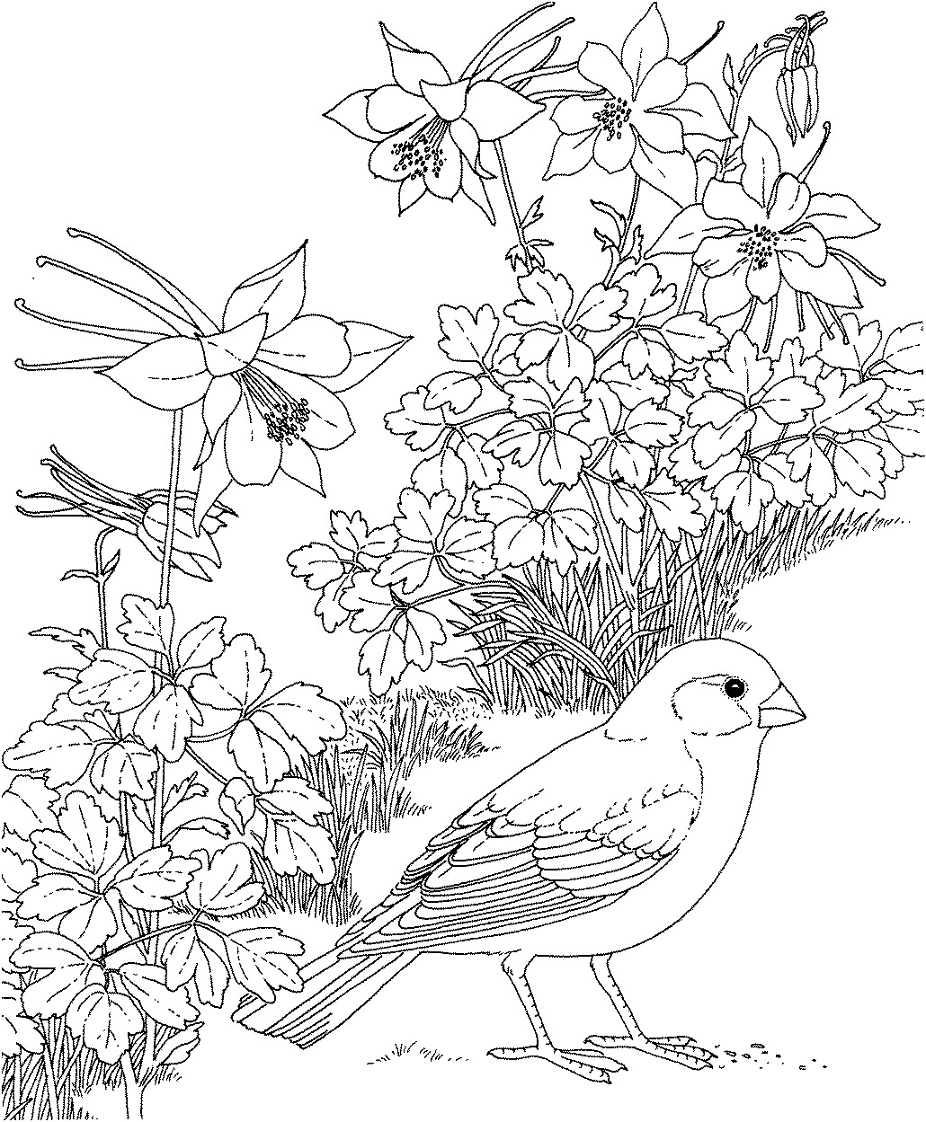 1030x1249 Free Printable Coloring Page Colorado State Bird And Flower